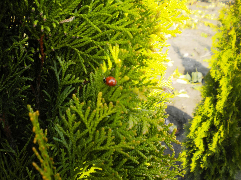 Warum Marienkäfer im Garten hilfreiche Nützlige sind Magazin